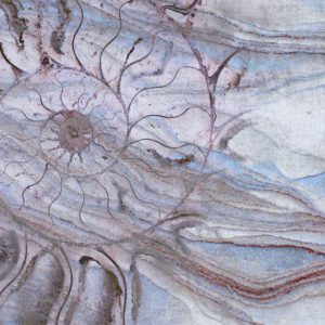 Carta da parati Fossil B luceledcom